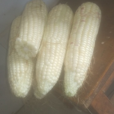 彩超糯玉米