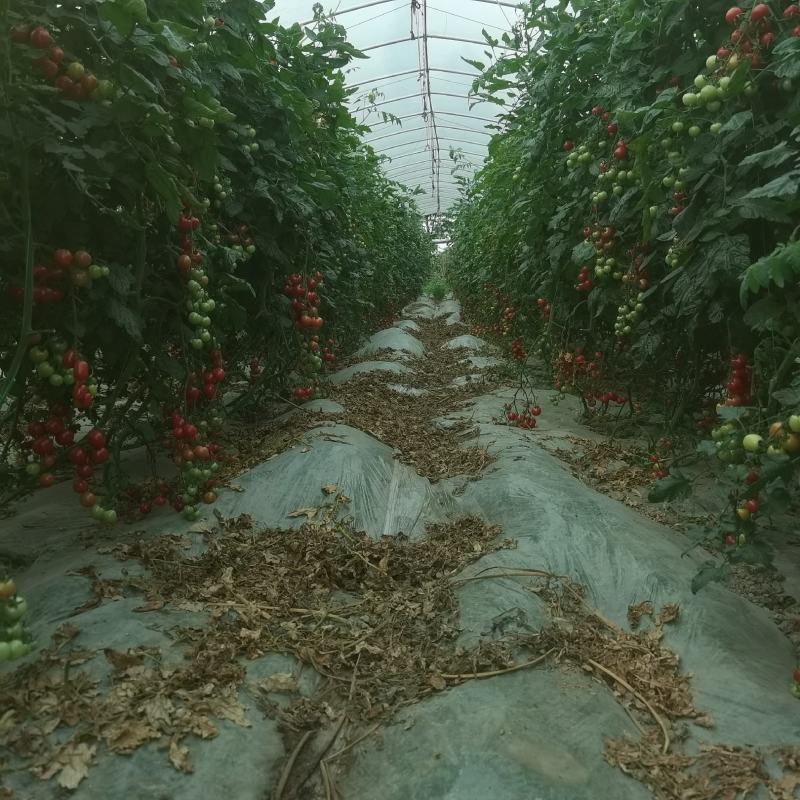 粉贝贝