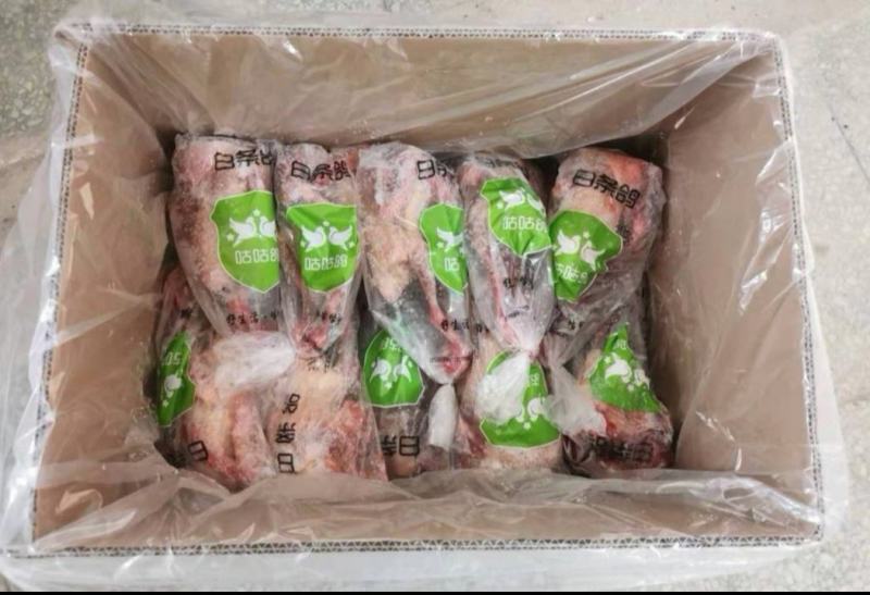 白条鸽，新品上市，口感新鲜，欢迎老板前来采购！