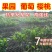 防鸟网养鸡网尼龙网家禽养殖顶网山鸡网果园天网