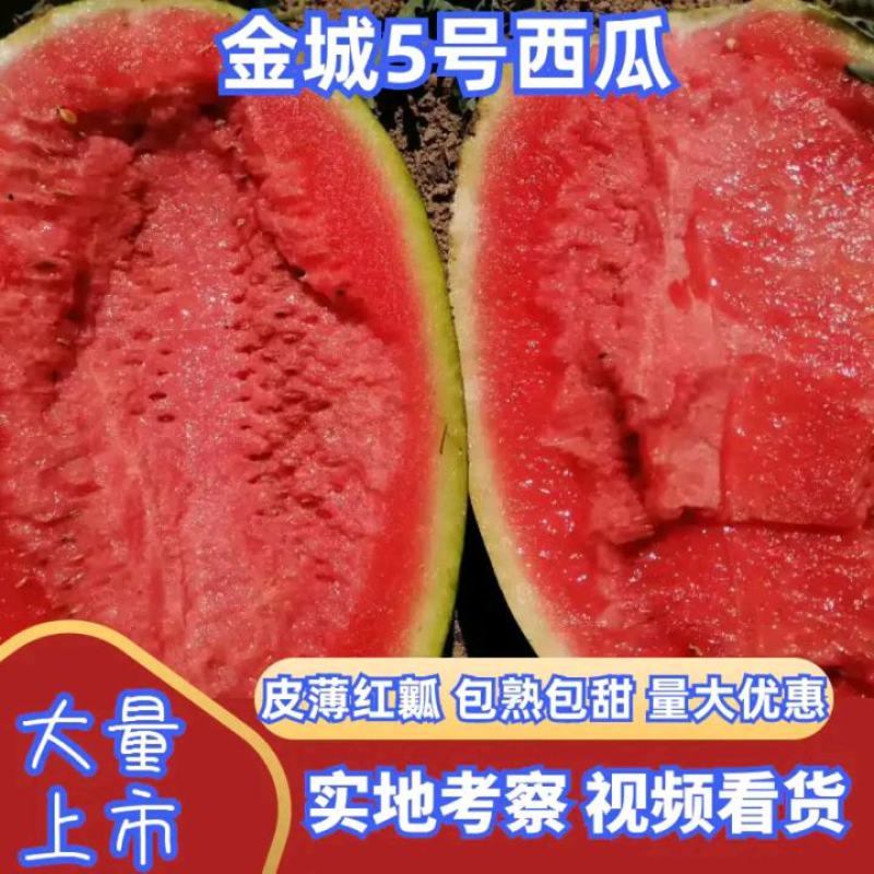 甘肃西瓜宁夏西瓜白银西瓜金花西瓜金城五号