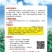 嫁接茄子砧木种子茄子嫁接砧木种子茄子嫁接专用砧木
