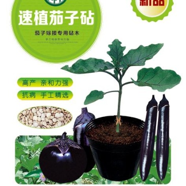 嫁接茄子砧茄子嫁接砧木种子茄子砧木种子茄子专用砧木