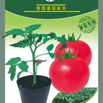 番茄砧木嫁接番茄砧木抗病能力强商品质量好抗青枯病