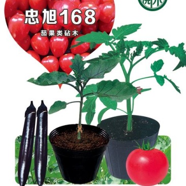 【推荐】嫁接番茄砧木嫁接砧木种子大果番茄砧木高抗根结线