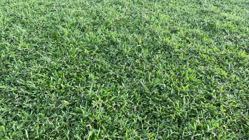 海南大叶油草