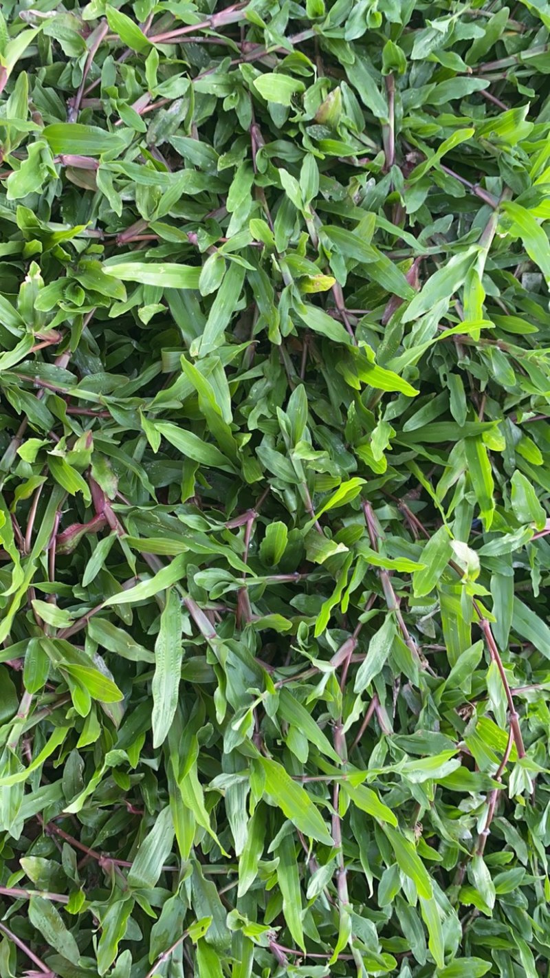 海南大叶油草