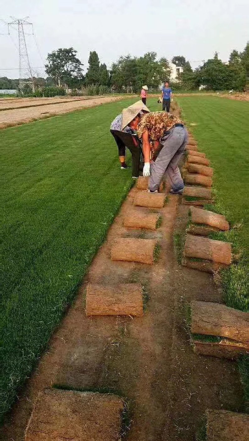 马尼拉草坪