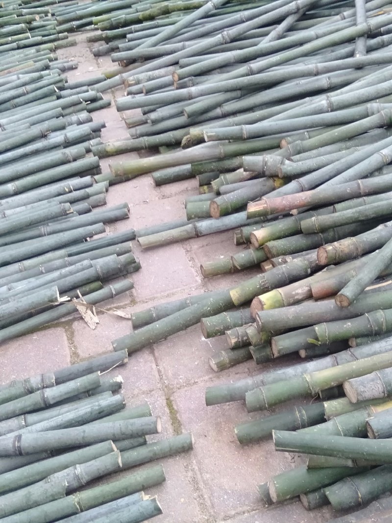 实心玉竹规格1.5一2.0直径可大量供
