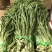 精品贡菜干贡菜苔干菜干笋条云南贡菜安徽菜浙江菜