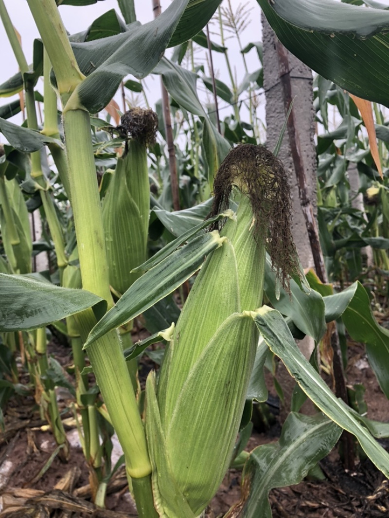 云南西双版纳.水果玉米大量上市对接市场超市电商加工厂