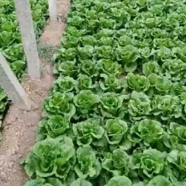意大利生菜一手货源诚信服务量大从优价格美丽