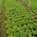 意大利生菜一手货源诚信服务量大从优价格美丽