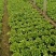 意大利生菜一手货源诚信服务量大从优价格美丽