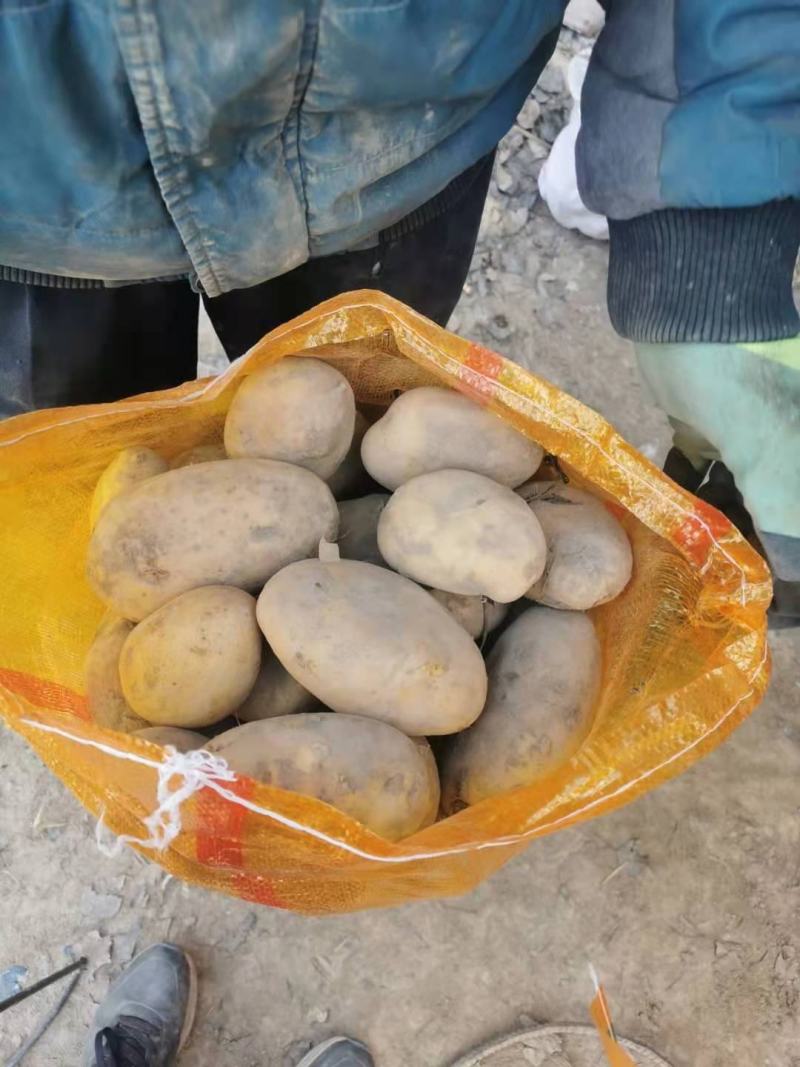 常年供应，陇十，黄心土豆，诚信第一，调车，所有一条龙服务