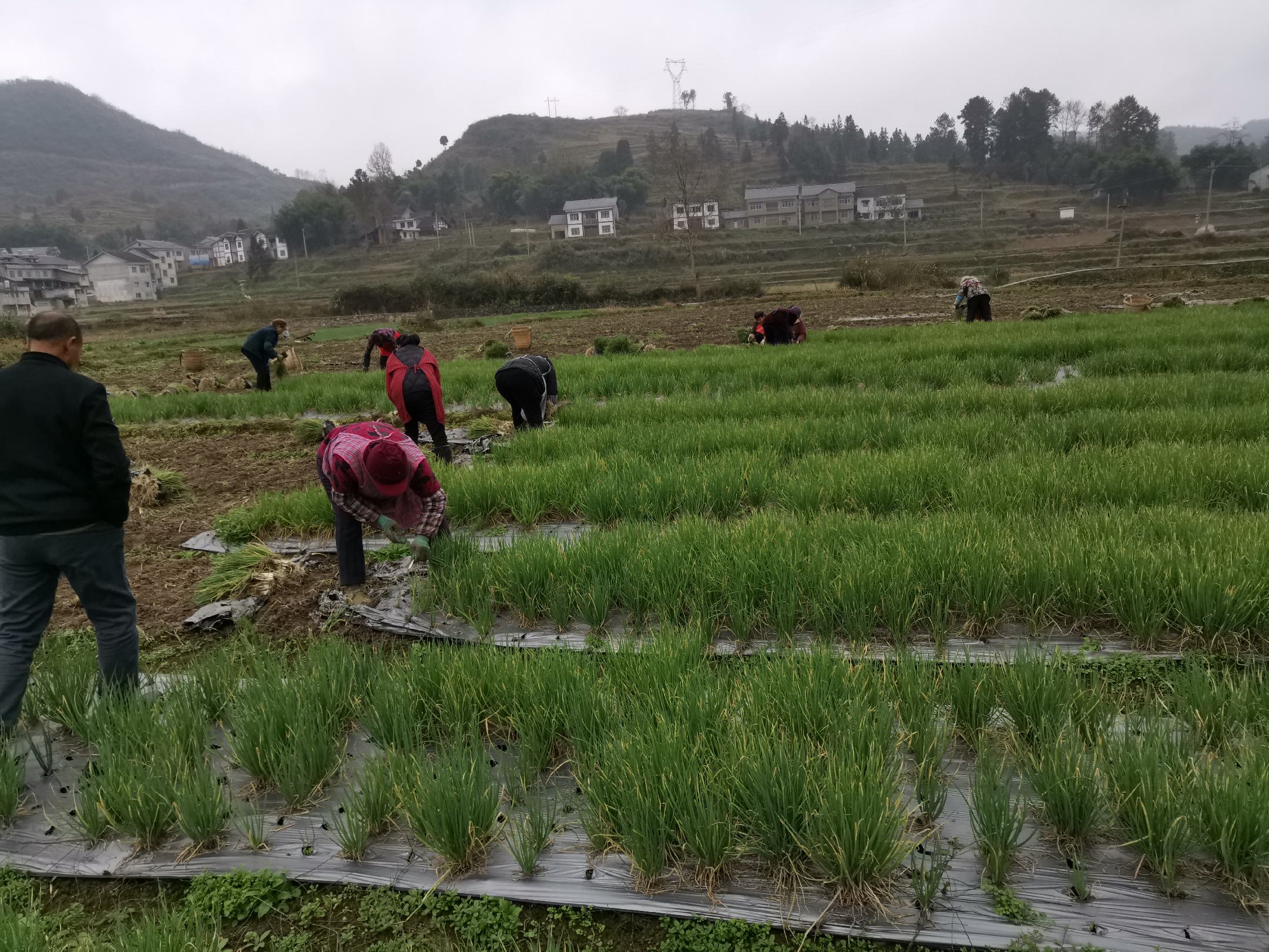 一名穿着工作服的农民正在弯腰用手采摘刚抽出的洋葱花茎,周围是整齐排列的洋葱植株,土壤湿润,阳光充足 农民在田间采收洋葱花茎