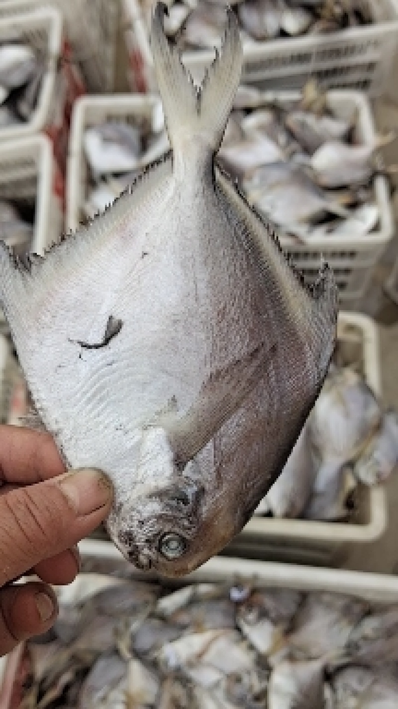 银鲳鱼，腌制咸鱼干一根主刺蒜瓣肉！一手货源大量现货供应