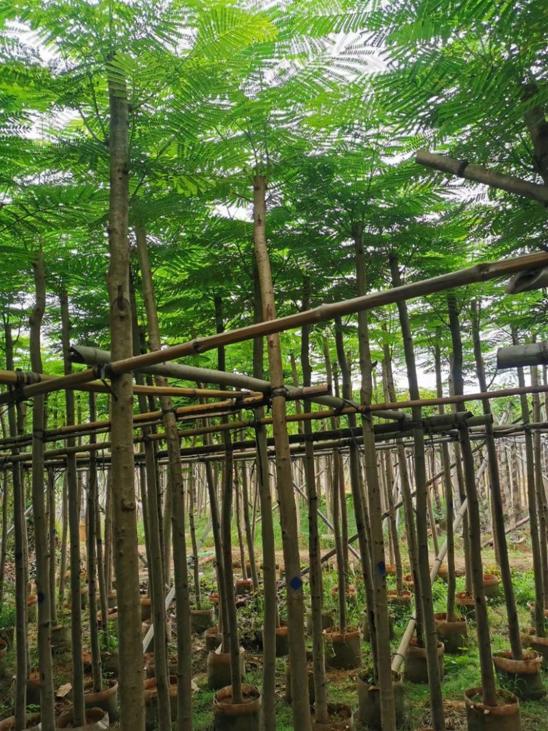 3-4-5-6-7-8凤凰木红花楹截杆凤凰木