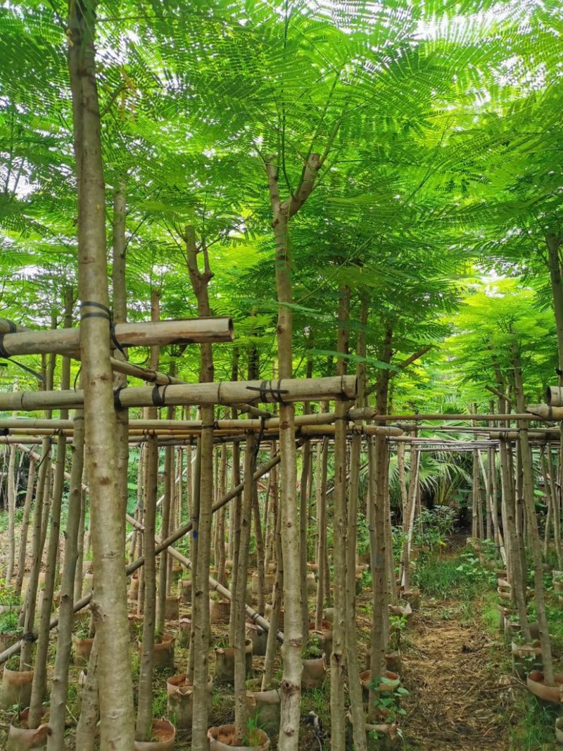 3-4-5-6-7-8凤凰木红花楹截杆凤凰木