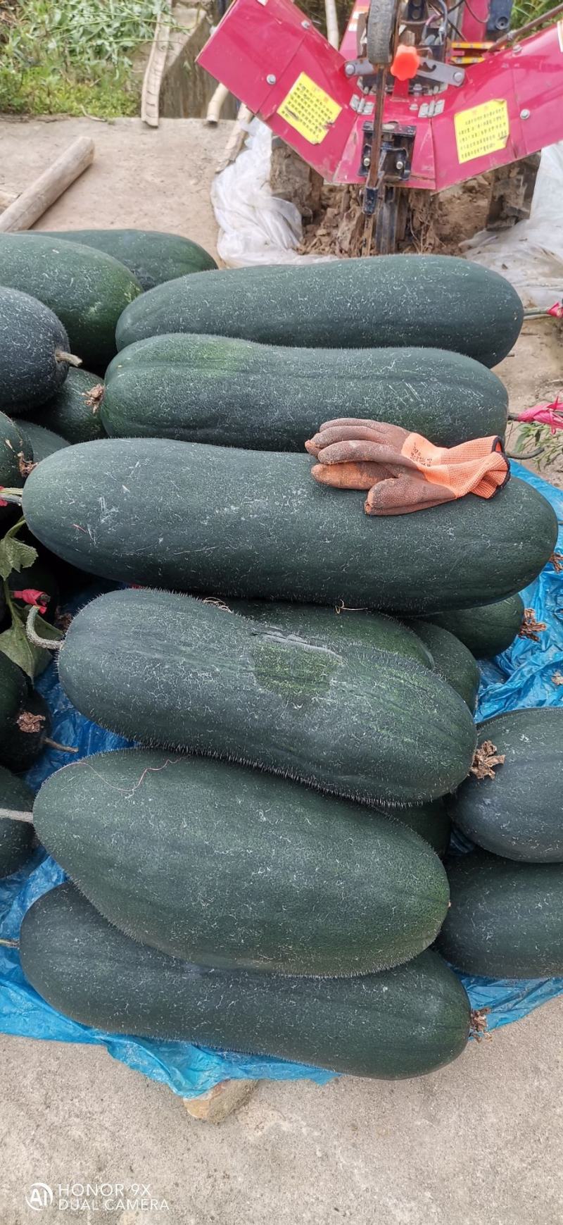 （代办）铁柱冬瓜，百亩大棚货品质量到位非常好，欢迎考察