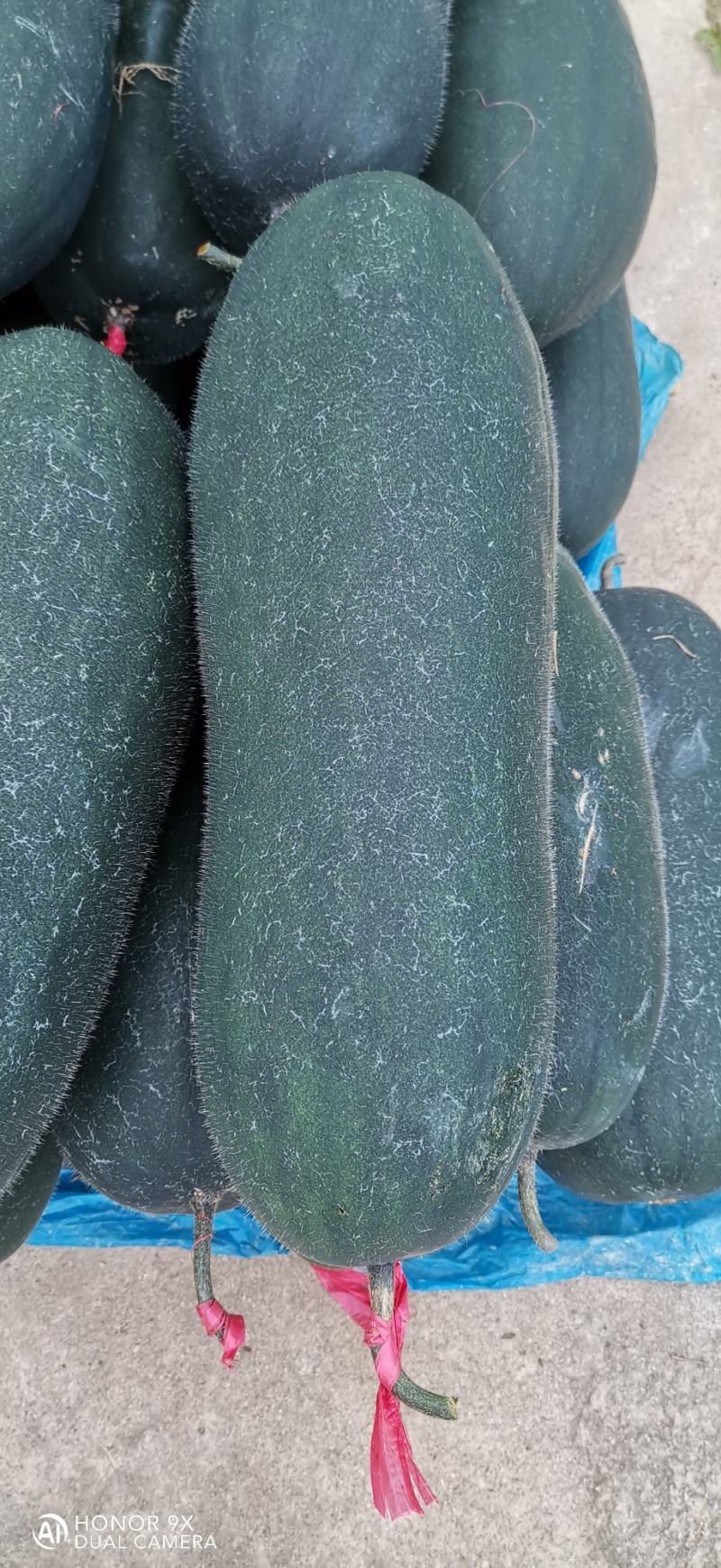 （代办）铁柱冬瓜，百亩大棚货品质量到位非常好，欢迎考察