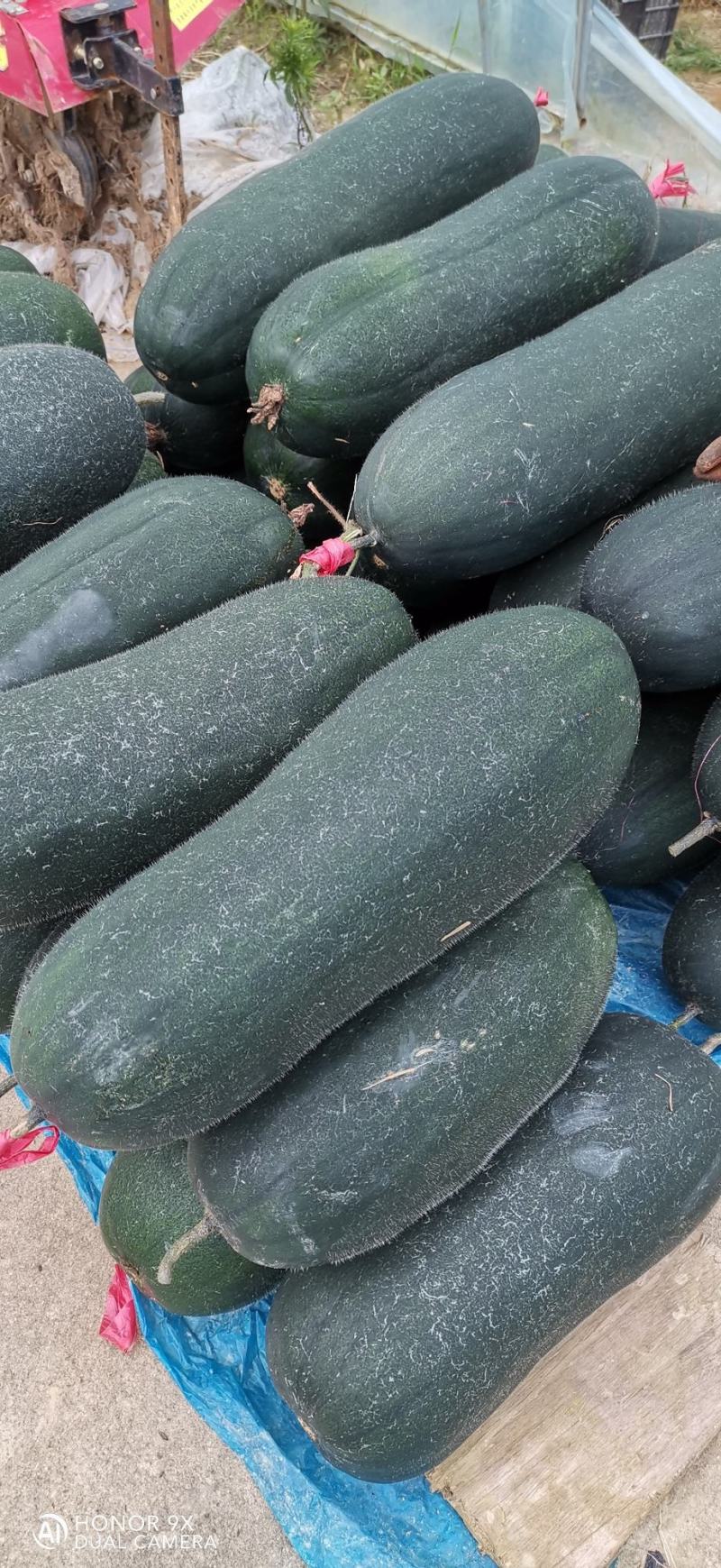（代办）铁柱冬瓜，百亩大棚货品质量到位非常好，欢迎考察