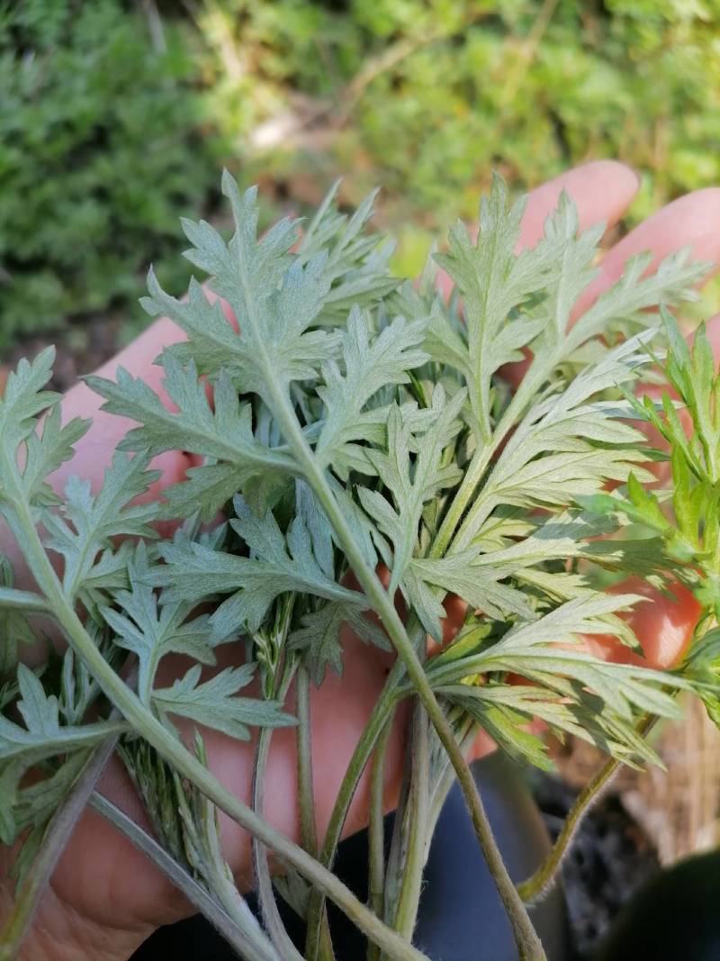 艾叶纯野生艾叶：月子洗护，熏屋，产地直发，一手货源。！