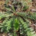 白头翁野生图片实物零售批发产地直发一手货源只剩老苗
