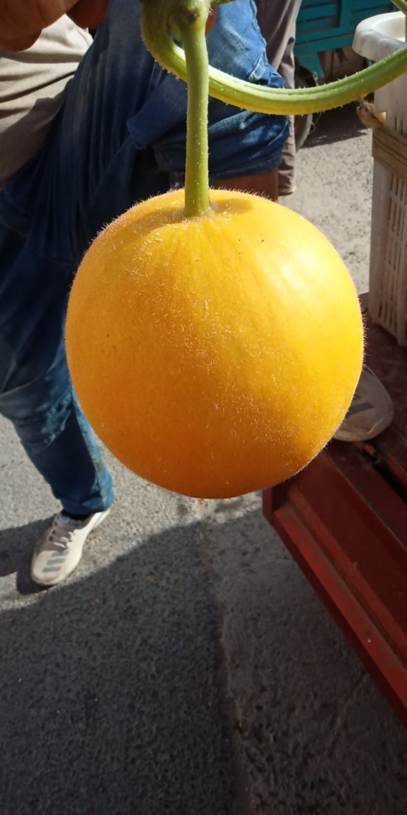 久瑞红大量上市，货源充足，欢迎全国各地经销商前来采购。