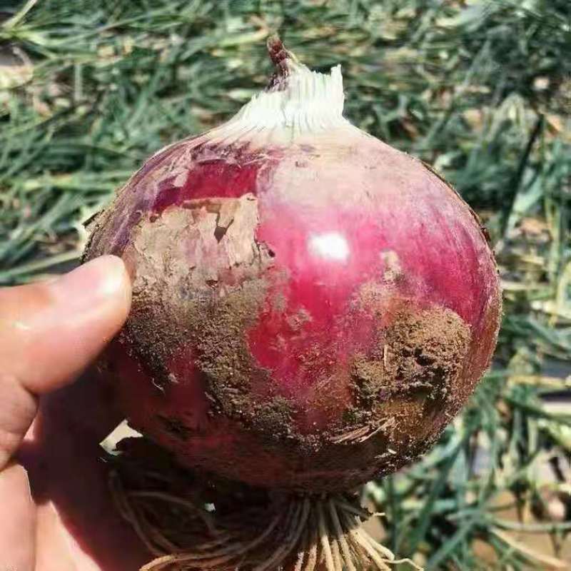 河北蔬菜基地红皮洋葱热销，色泽光滑，口感脆甜，品质保证。