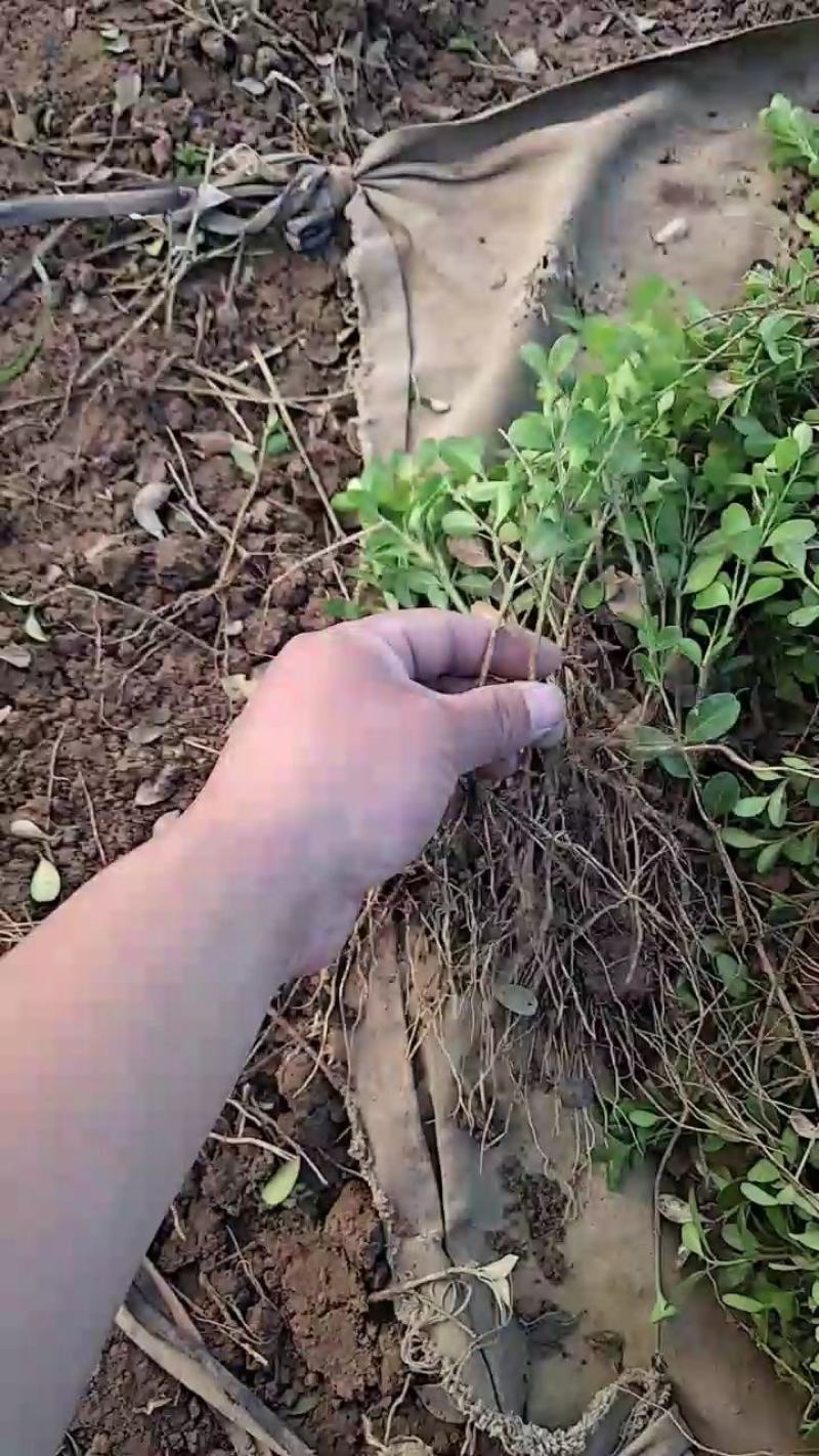 高山黄杨小苗基地批发10~50公分‘批发零售，整车物流