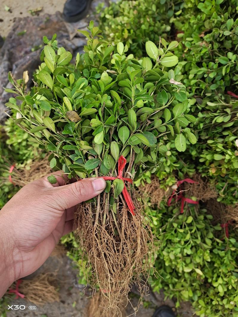 高山黄杨小苗基地批发10~50公分‘批发零售，整车物流