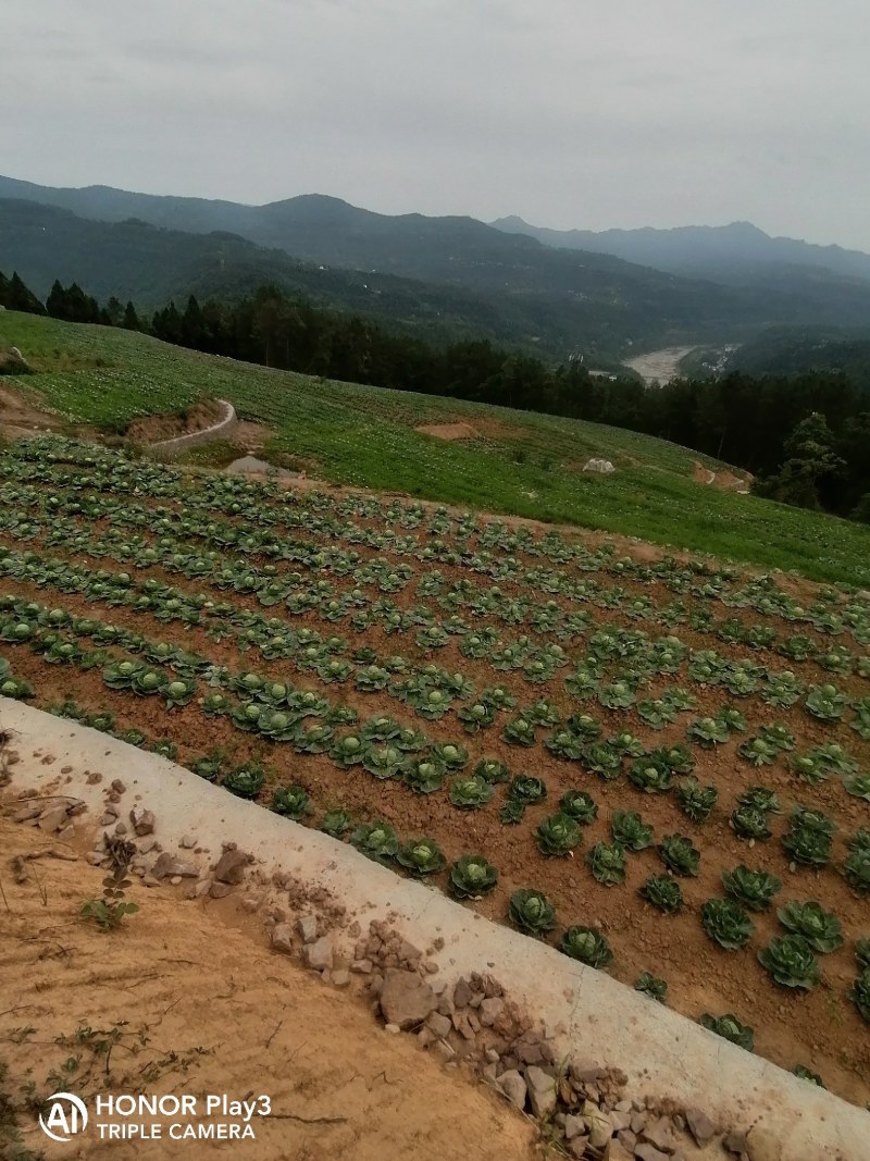 甘蓝