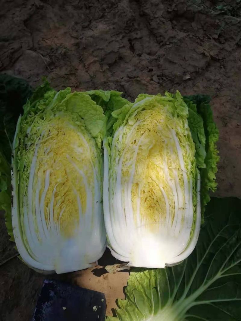 白菜冷棚黄心大白菜大量上市产地直销适合各大超市市场批发