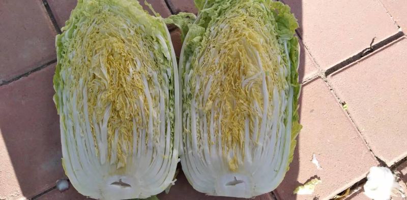 白菜冷棚黄心大白菜大量上市产地直销适合各大超市市场批发