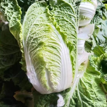 白菜冷棚黄心大白菜大量上市产地直销适合各大超市市场批发