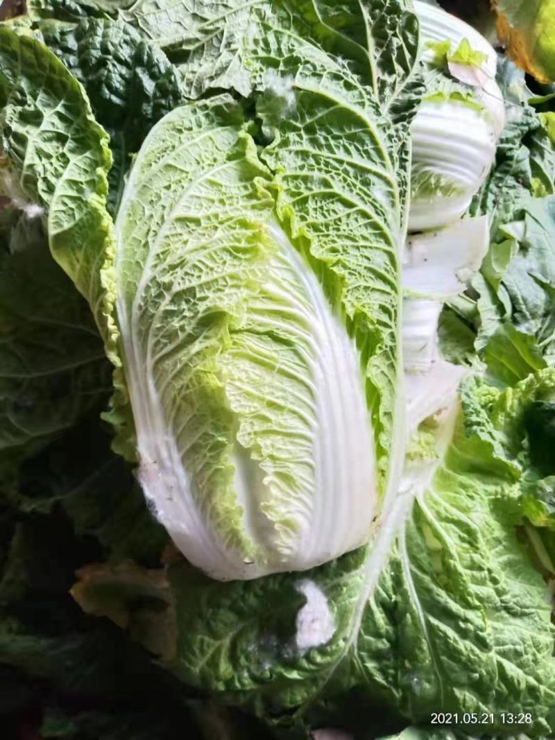 白菜冷棚黄心大白菜大量上市产地直销适合各大超市市场批发