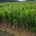 黑松苗