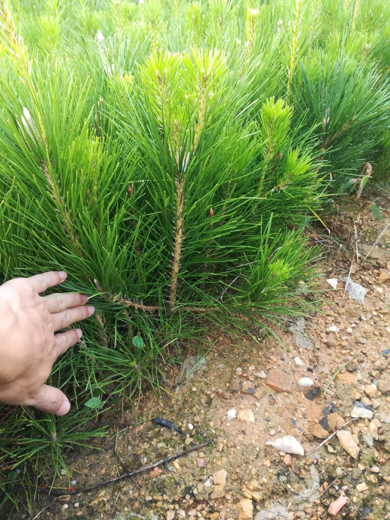 黑松苗