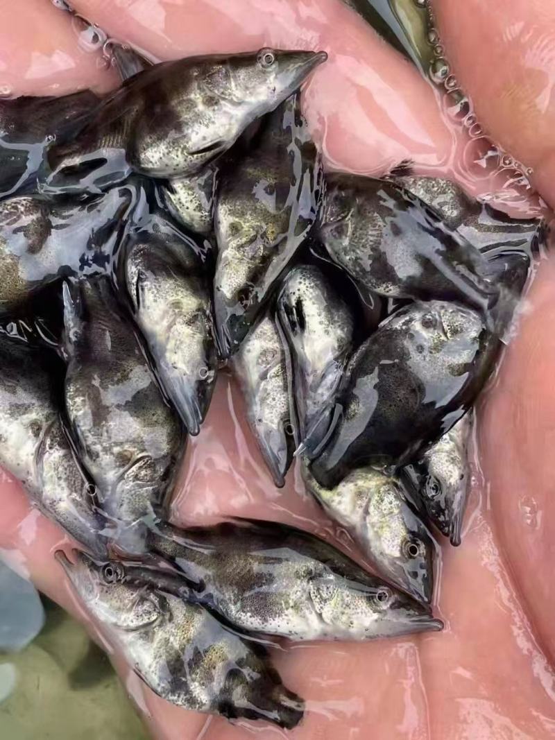 塘口鳜鱼苗大量出货中