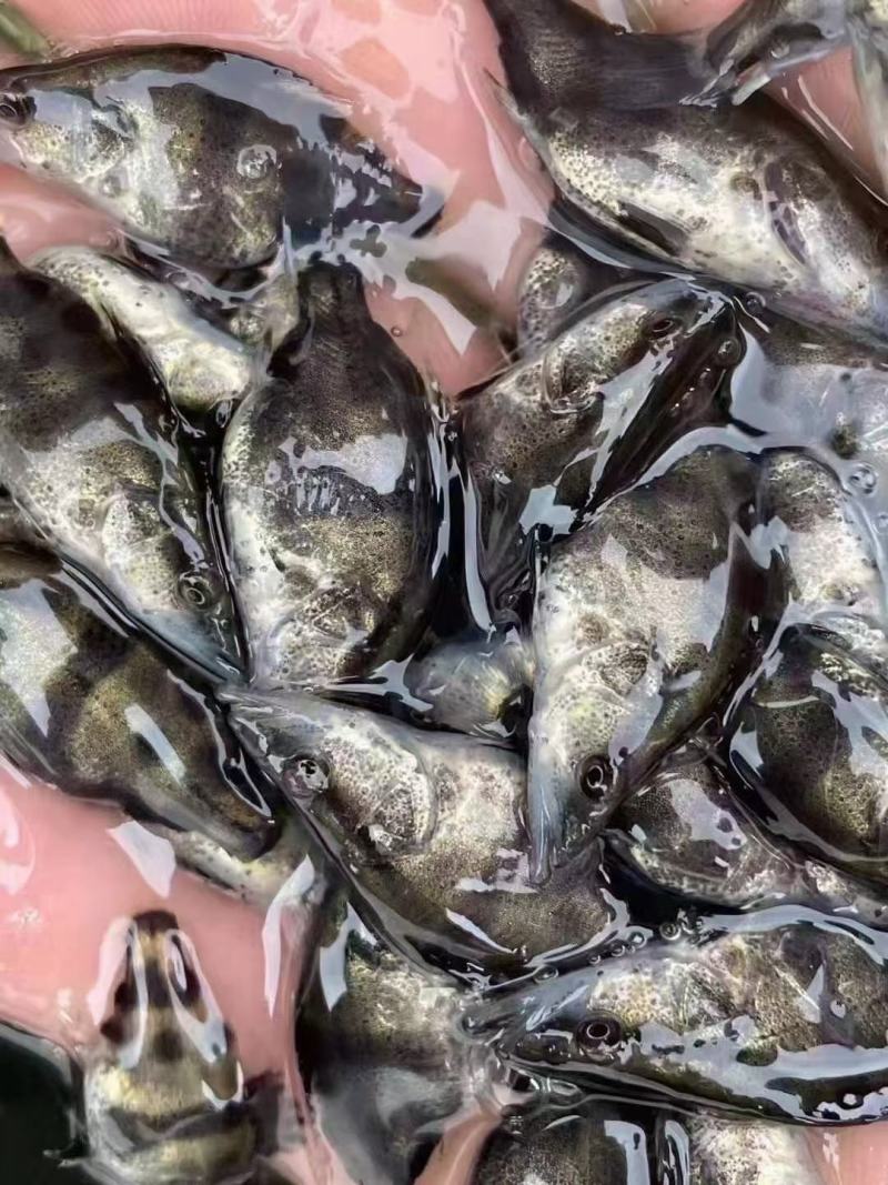 塘口鳜鱼苗大量出货中