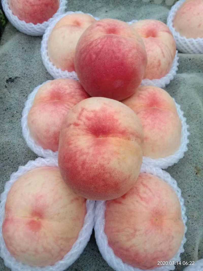 【毛桃】河北顺平大桃大量上市，品种齐全，价格便宜，可视频看货