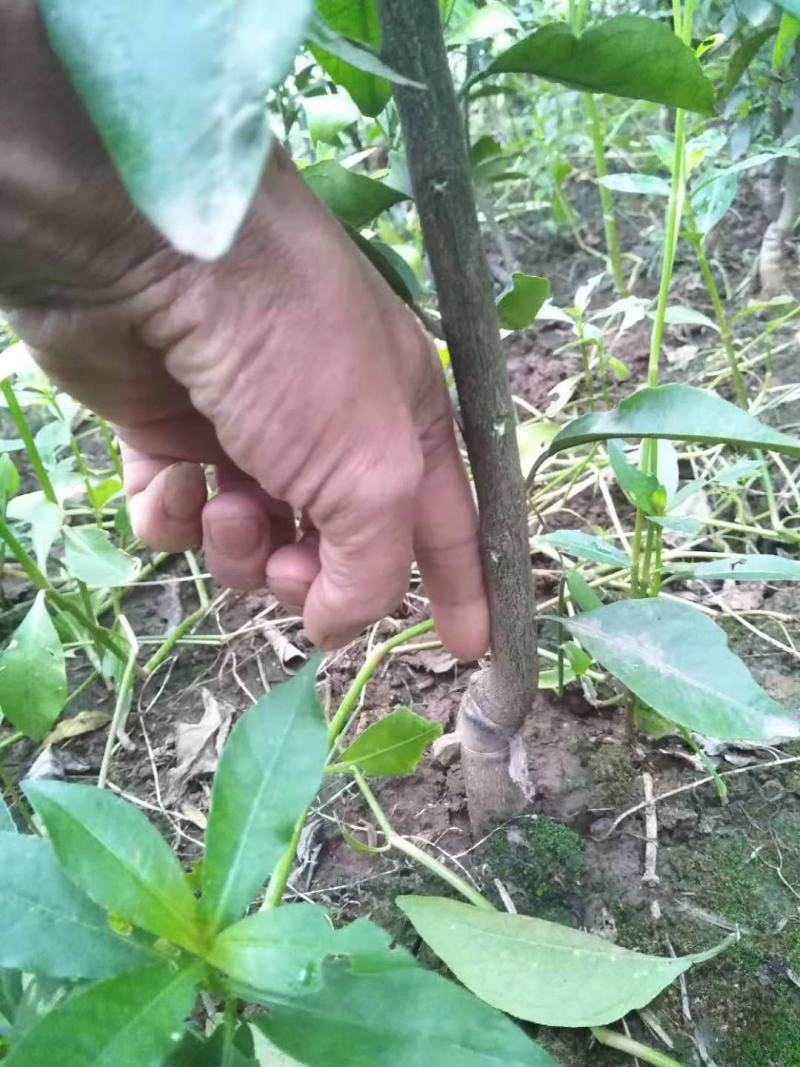 香橙头爱媛38假植苗，两年苗。苗子清秀，无病虫害。