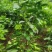 香橙头爱媛38假植苗，两年苗。苗子清秀，无病虫害。
