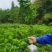 明日见精品假植苗，丫盘好，苗子清秀，根系发达，两公分左右