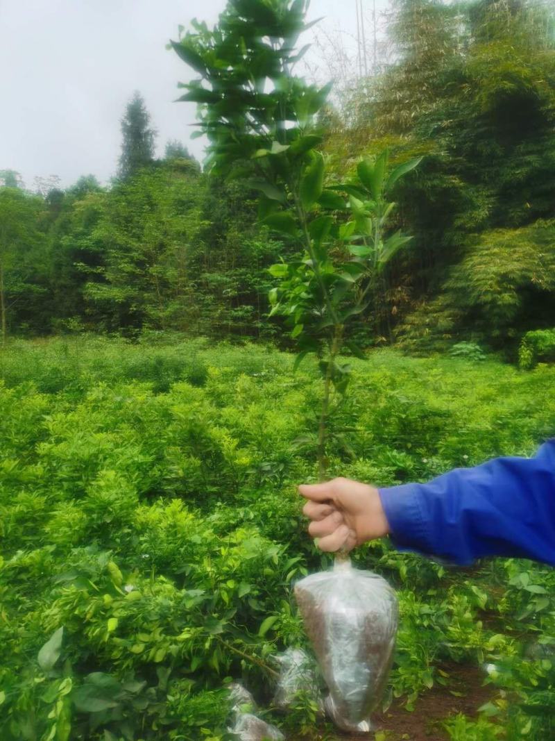 明日见精品假植苗，丫盘好，苗子清秀，根系发达，两公分左右
