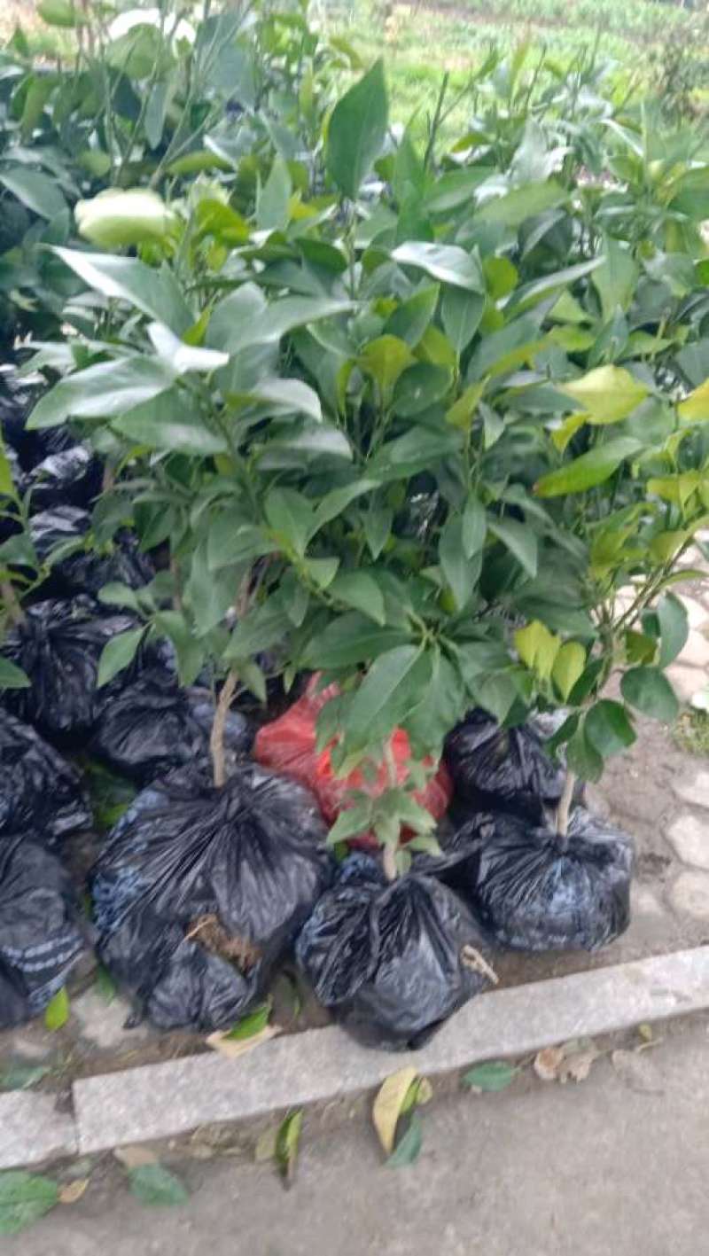 明日见精品假植苗，丫盘好，苗子清秀，根系发达，两公分左右
