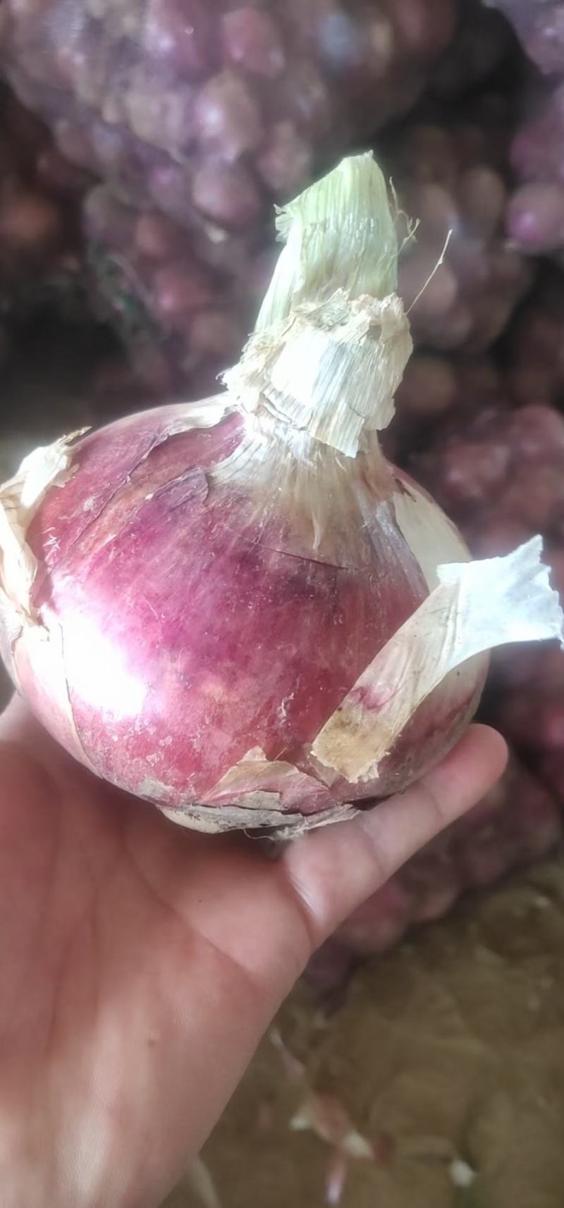 精品紫皮洋葱，二红半高帮大量上市，诚信发往全国各地