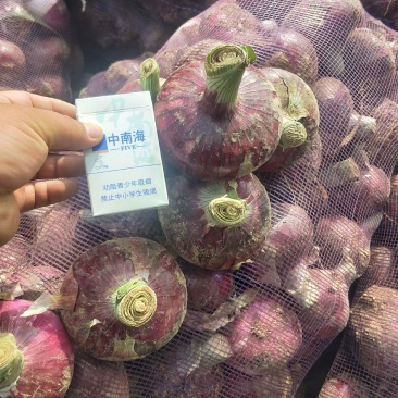 紫皮（早熟）洋葱【河南开封通许万亩基地直供】