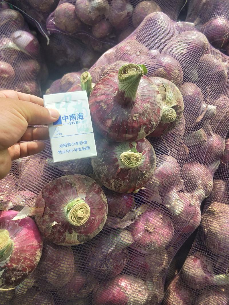 紫皮（早熟）洋葱【河南开封通许万亩基地直供】